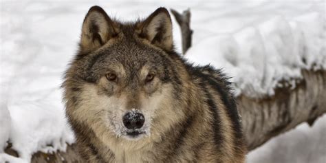 Researchers Kill 890 Wolves to Learn About Them: There's Something Very Wrong | HuffPost