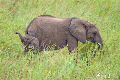 These large sized mammals inhabits all throughout asia, africa, europe, and australia. What Do Elephants Eat? Elephant diet, video, & photo ...