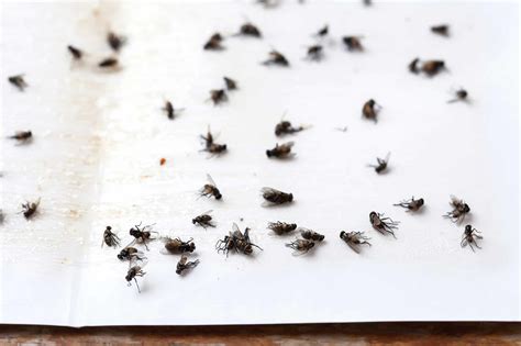 How To Get Rid Of Phorid Flies Effective Tips And Tricks