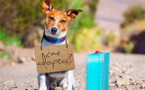 Este 19ene Hay Jornada De Adopción De Perros Y Donativos Para Ellos En
