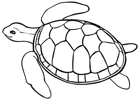 Desenhos De Tartaruga Para Colorir E Imprimir