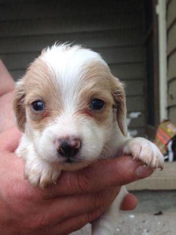 Find dachshund puppies and breeders in your area and helpful dachshund information. Ckc mini dachshund puppies for Sale in Ceylon, Ohio ...