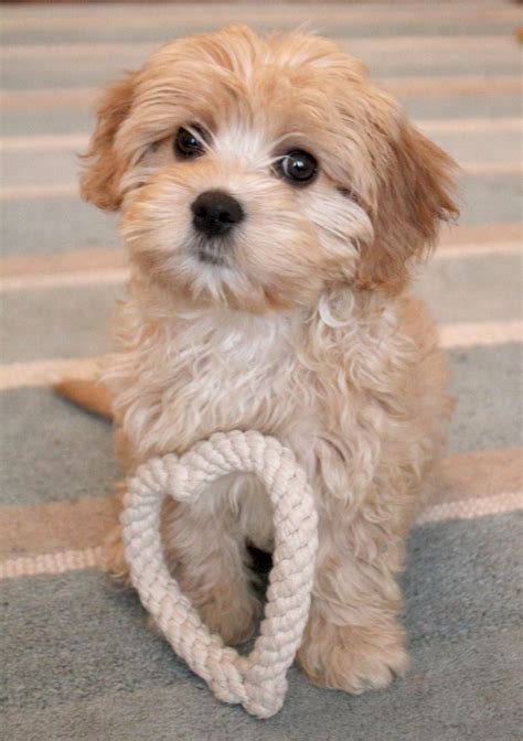 With their breeder, waiting for you! Cavapoo puppies for Sale | Preston, Lancashire | Pets4Homes