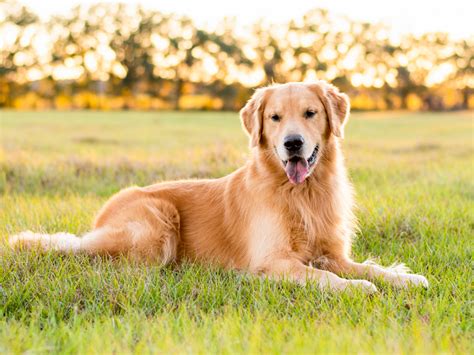 5 Best Dog Breeds For First Time Owners My Petz Care