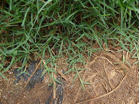 Bermuda Grass The Vine Grass Good For Lawns But Bad For Gardens
