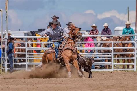 Calf Roping Is A Precision Rodeo Event