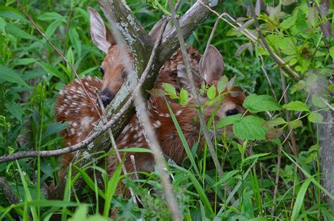 Fawn Twins Photograph By Melanie Hinds