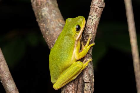 Green Tree Frog South Carolina Partners In Amphibian And Reptile