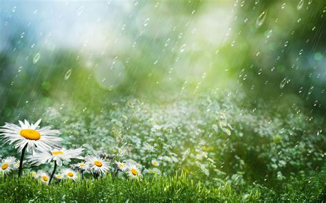 free download best collection beautiful rain hd wallpapers for desktop [2560x1600] for your