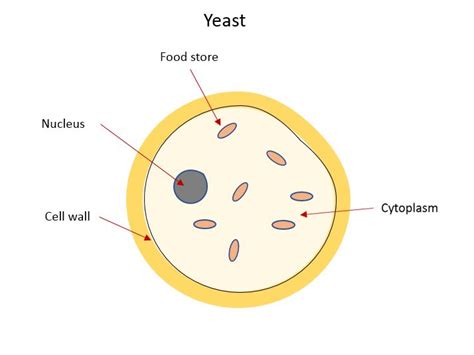Yeast Diagram
