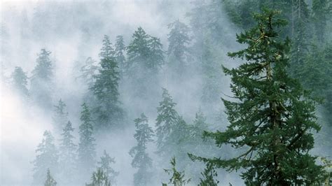 Foggy Forest Iphone Wallpaper Wallpapersafari