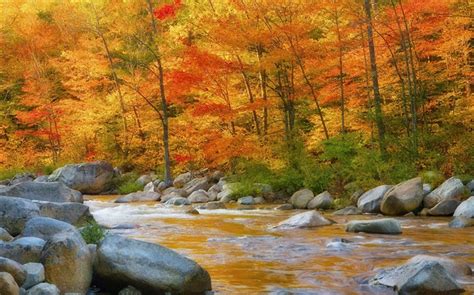 Forêt Les Arbres Les Feuilles Rouges Rivière Pierres Automne Hd