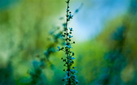 wallpaper 2560x1600 px blue flowers blurred nature plants 2560x1600 733814 hd
