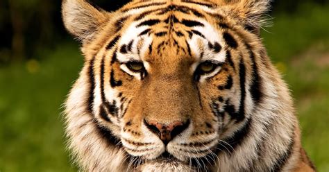 All Animal Pictures Caspian Tiger The Most Remarkable Extinct Animal