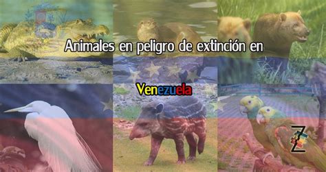 Seis Hermosos Animales Que Habitan En Venezuela Y Están En Peligro De