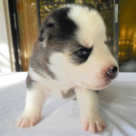 Favorite this post jun 20 training! Cute Teacup Yorkie Puppies For Free Adoption(ericamoran470@gmail.com) - Tampa, FL | ASNClassifieds