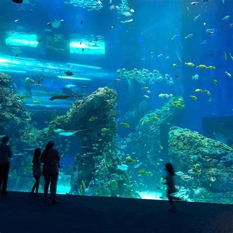 The Mississippi Aquarium In Gulfport Ms Trey Tracy Travel Advisor