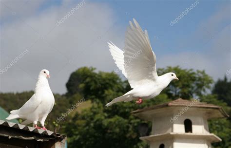 White Dove Flying Away — Stock Photo © Suemack 4582806