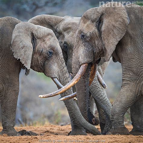 Stock Photo Of African Elephant Loxodonta Africana Three Big Bull