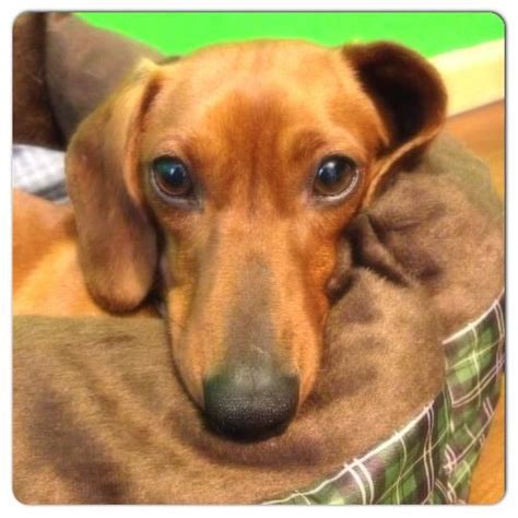 Please text or call for more info 613 7033006 will be bringing this litter to bowmanville to meet those in gta. Chloe. Super cute dachshund female available for adoption ...