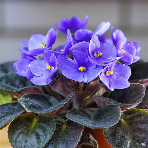 African Violet — Green Acres Nursery And Supply