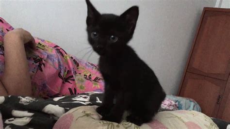 Baby Black Kitten Meowing Youtube