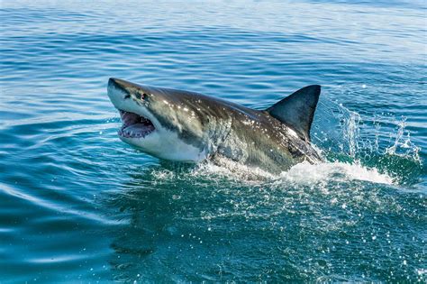 A Giant Pound Great White Shark Just Showed Its Head Off The