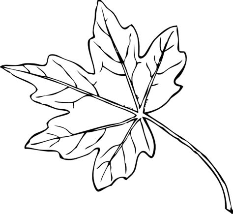 Leaf Black And White Maple Tree Black And White Clipart Wikiclipart