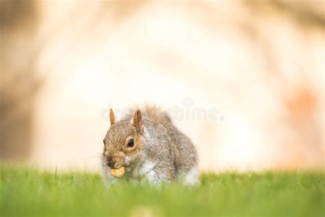 Fluffy Brown Squirrel Eating A Nut On Green Grass Stock Image Image