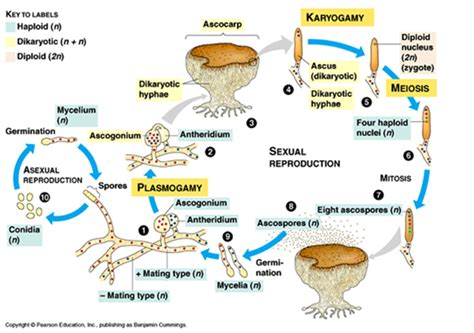 Urutan Siklus Reproduksi Pada Ascomycota SKOKUL COM