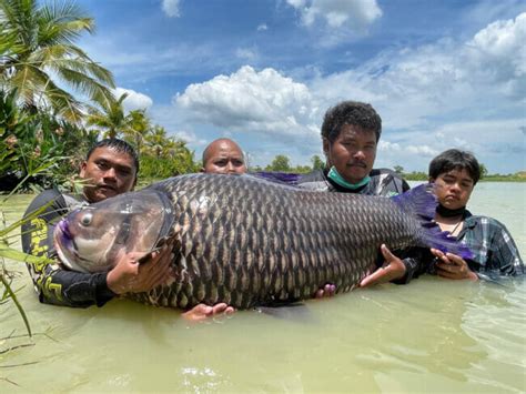 Giant Freshwater Fish Species