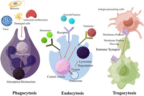 The Non Canonical Mechanism Of Immune Escape In Cancer Intercellular
