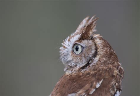 Eastern Screech Owl Red Morph Woodford Cedar Run Wildlife Flickr