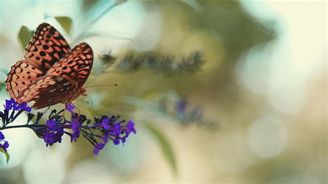 Download Wallpaper 3840x2160 Monarch Butterfly Butterfly Flower