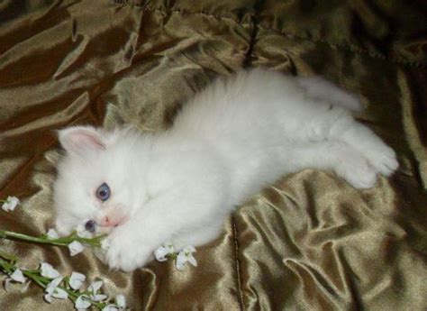 Cfa Femalewhite Persian Kitten With Blue Eyes 1 Yr Health Guarantee For