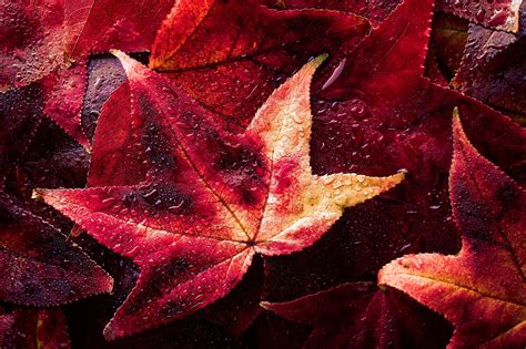 Red Maple Leaves Fall Colorful Leaves Jake Schwartzwald Hd