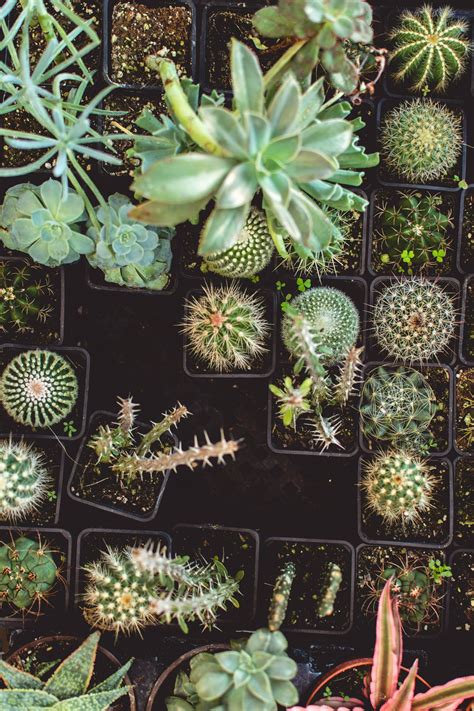 20 Best Free Cactus Pictures On Unsplash Succulents Best Soil For
