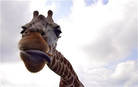 Are Giraffes Dangerous Dangers Of Being Near Giraffes