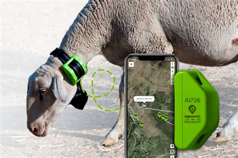 Sheep Gps Sheep Tracker Tracking And Monitoring Livestock