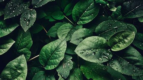 Maybe you would like to learn more about one of these? Green Aesthetic Wallpapers: 20+ Images - Wallpaperboat
