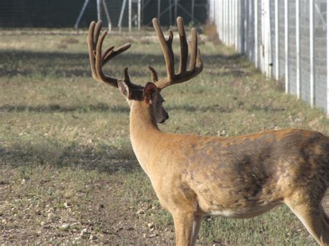 Trophy Whitetail Breeder Buck For Sale