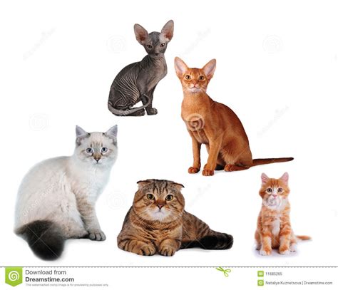 Browse 38,063 group cats stock photos and images available, or search for lots of cats or several cats to find more great stock photos and pictures. Group Of Cats Different Breed Isolated Stock Image - Image ...