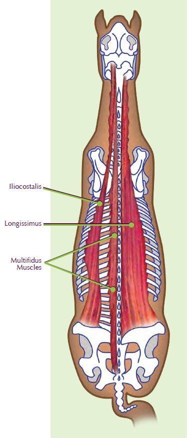 Understanding Equine Back Pain Artofit