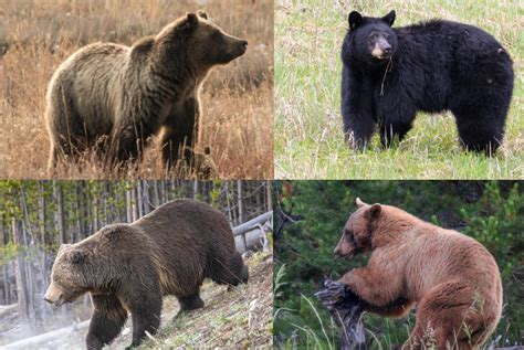 How To Tell The Difference Between A Grizzly Bear And A Black Bear