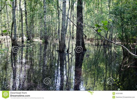 Birch Trunk Halfway Flooded Spring Flood Water Stock Photo Image Of