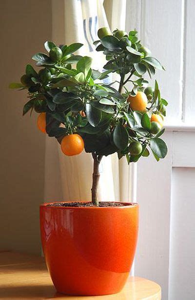 Calamondin Indoor Orange Trees Jenny Komenda
