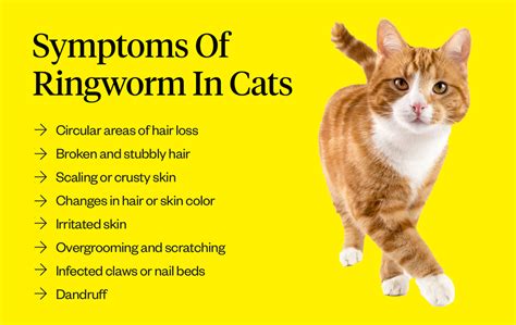 Treating Ringworm In Kittens Effective Strategies For Feline Ringworm