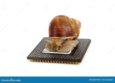 Snail Isolated On The Computer Heart Stock Photo Image Of Mollusk