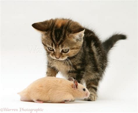 Tabby Kitten Meeting A Golden Hamster Photo Wp24755