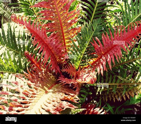Red Fern Hi Res Stock Photography And Images Alamy
